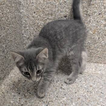 Chaga -  Domestic Short Hair Cat for Adoption in Detroit Lakes, Minnesota - Chaga | PetCurious