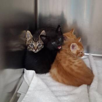 Madox -  Domestic Short Hair Cat for Adoption in Auburn, Alabama - Madox | PetCurious