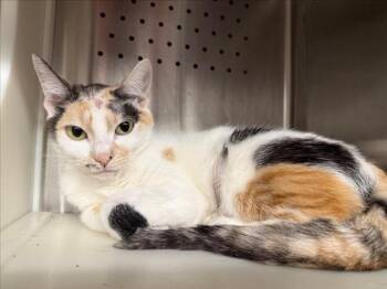 NEZUKO -  Domestic Short Hair Cat for Adoption in Woodland, California - NEZUKO | PetCurious