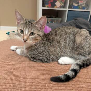 Purrcules -  Domestic Short Hair Cat for Adoption in Saint Paul, Minnesota - Purrcules | PetCurious
