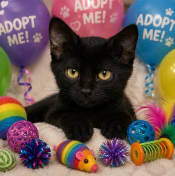 Stitch-Pink Collar -  Domestic Short Hair Cat for Adoption in San Tan Valley, Arizona - Stitch-Pink Collar | PetCurious