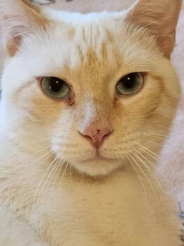 Perri -  Siamese and Domestic Short Hair Cat for Adoption in Candler, North Carolina - Perri | PetCurious