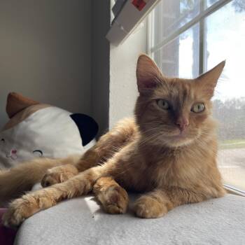 Domestic Long Hair Cats Available for Adoption - Redford | PetCurious