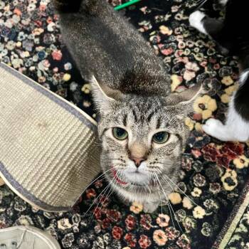 Cee-Cee -  Domestic Short Hair Cat for Adoption in Fairmont, West Virginia - Cee-Cee | PetCurious
