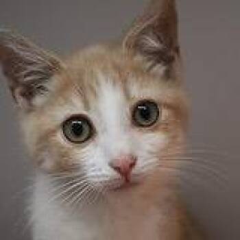 Iva - buff and white girl -  Domestic Short Hair Cat for Adoption in Defiance, Ohio - Iva - Buff And White Girl | PetCurious