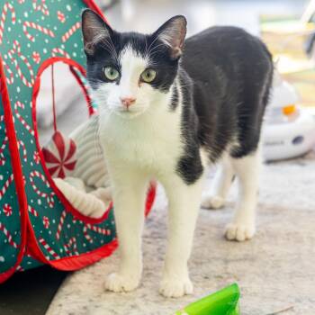 Zane (Bonded with Pony Boy) -  Domestic Short Hair Cat for Adoption - Zane (Bonded With Pony Boy) | PetCurious