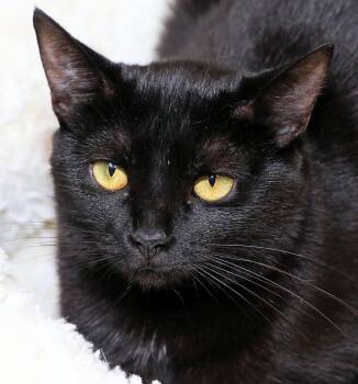 Rescue Domestic Short Hair Cats for Adoption in Cincinnati, Ohio - Yuletide | PetCurious