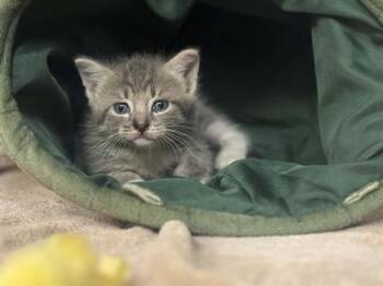 Domestic Short Hair Cats Available for Adoption in Dallas, Texas - GRAYSON | PetCurious