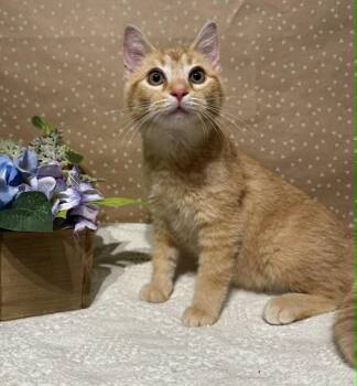 Domestic Short Hair Cats Available for Adoption in Groveland, Massachusetts - Sean | PetCurious