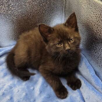 Crackle_Eleven -  Domestic Short Hair Cat for Adoption in Waldorf, Maryland - Crackle_Eleven | PetCurious