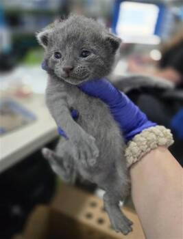 Domestic Short Hair Cats Available for Adoption in Dallas, Texas - CHANNING | PetCurious
