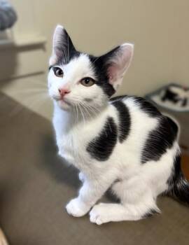 Oreo -  Domestic Short Hair Cat for Adoption in New Albany, Ohio - Oreo | PetCurious