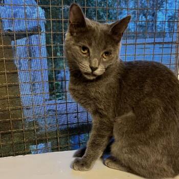 Ladybug (COH-A-68016) -  Domestic Medium Hair Cat for Adoption in Volcano, Hawaii - Ladybug (COH-A-68016) | PetCurious