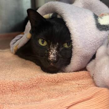 Inkblot -  Domestic Short Hair Cat for Adoption in Austin, Texas - Inkblot | PetCurious