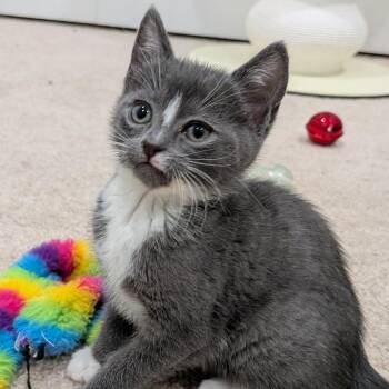 Domestic Short Hair Cats Available for Adoption in North Branford, Connecticut - 26-76 Corduroy | PetCurious