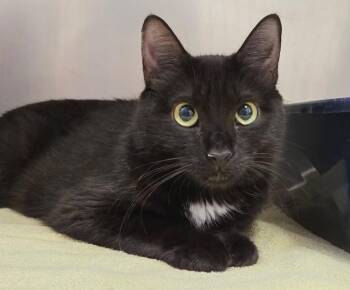 Envy Adams -  Domestic Short Hair Cat for Adoption in Liverpool, New York - Envy Adams | PetCurious