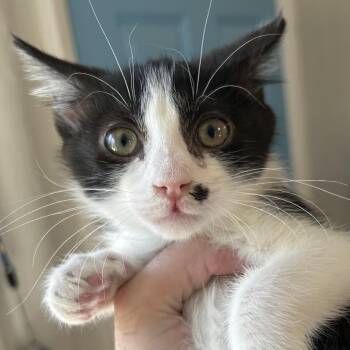 Flip Carlsbad -  Domestic Short Hair Cat for Adoption in Denver, Colorado - Flip Carlsbad | PetCurious