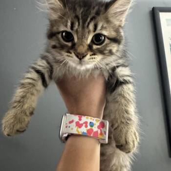 Mongo (DCC2 Litter) -  Domestic Long Hair Cat for Adoption in Baltimore, Maryland - Mongo (DCC2 Litter) | PetCurious