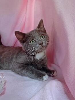 Salty -  Domestic Short Hair Cat for Adoption in Morgantown, West Virginia - Salty | PetCurious