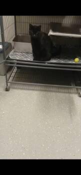 Leon (Mr. Feeny) -  Domestic Short Hair Cat for Adoption - Leon (Mr. Feeny) | PetCurious