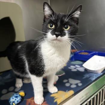 Domestic Short Hair Cats Available for Adoption - Cowboy | PetCurious
