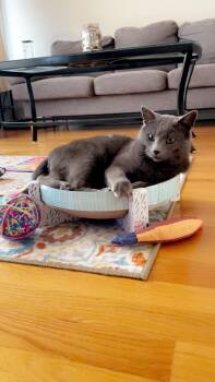 Rescue Domestic Short Hair Cats for Adoption in Chicago, Illinois - Gandolf | PetCurious