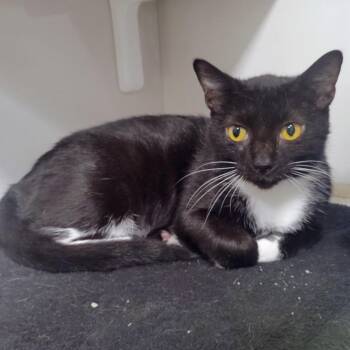 Espresso -  Domestic Short Hair Cat for Adoption in Corpus Christi, Texas - Espresso | PetCurious