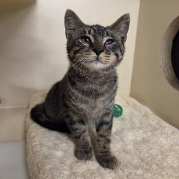 Milo -  Domestic Short Hair Cat for Adoption in Oak Brook, Illinois - Milo | PetCurious