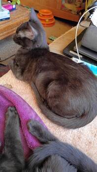 Domestic Short Hair Cats Available for Adoption - Cassiopeia | PetCurious