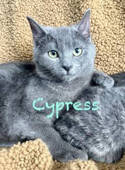 Domestic Short Hair Cats Available for Adoption - Cypress  | PetCurious