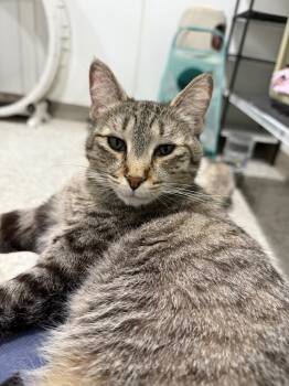 Rescue Domestic Short Hair Cats for Adoption in Fort Lupton, Colorado - Ivey / Zenna | PetCurious