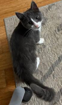 Rescue Tuxedo Cats for Adoption in Hoquiam, Washington - Brutus - A Love Bug | PetCurious