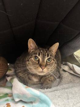 Domestic Short Hair Cats Available for Adoption in Stratham, New Hampshire - Holly (companion To Gronk) | PetCurious