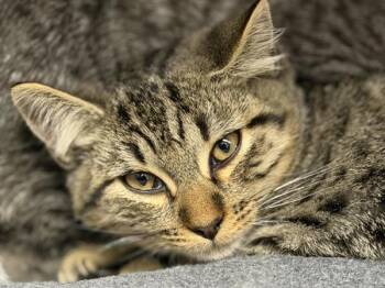 Pieces -  Domestic Short Hair Cat for Adoption in Portland, Oregon - Pieces | PetCurious