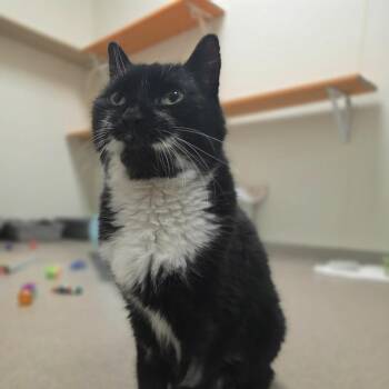 Domestic Short Hair Cats Available for Adoption in Oshkosh, Wisconsin - Albert - Super Sweet Guy! | PetCurious