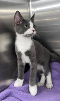 Kitten KC -  Domestic Short Hair Cat for Adoption in Cuyahoga Falls, Ohio - Kitten KC | PetCurious
