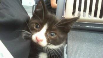 A1266457 -  Domestic Short Hair Cat for Adoption in Charlotte, North Carolina - A1266457 | PetCurious