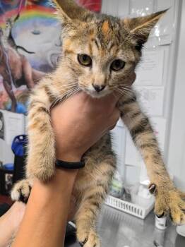 Daffodil -  Domestic Short Hair Cat for Adoption in Pierceton, Indiana - Daffodil | PetCurious