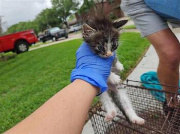 Domestic Short Hair Cats Available for Adoption in Houston, Texas - A654188 | PetCurious