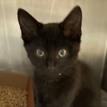 Domestic Short Hair Cats Available for Adoption in Nashville, Tennessee - Tinkerbell | PetCurious