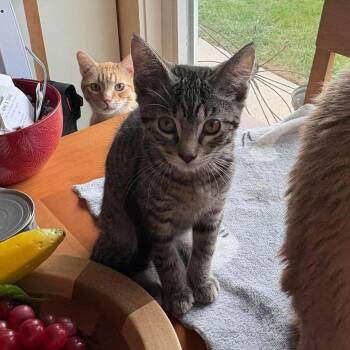 Meowington Storesund -  Domestic Short Hair Cat for Adoption in Eagle Mountain, Utah - Meowington Storesund | PetCurious