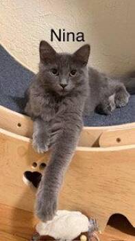 Russian Blue Cats Available for Adoption in Oakland Park, Florida - Nina | PetCurious