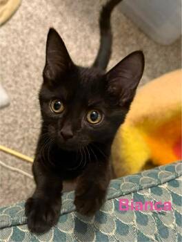 Domestic Short Hair Cats Available for Adoption - Biance Bianca B. (2 White Spots) | PetCurious