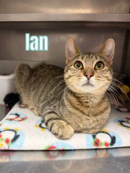 Rescue Domestic Short Hair Cats for Adoption in Bossier City, Louisiana - Ian | PetCurious