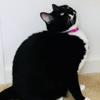 Puddy -  Domestic Short Hair Cat for Adoption in York, Pennsylvania - Puddy | PetCurious