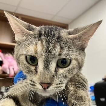 Sky Dancer -  Domestic Medium Hair Cat for Adoption in Las Cruces, New Mexico - Sky Dancer | PetCurious