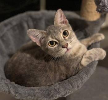 Rescue Domestic Short Hair Cats for Adoption in Lafayette, Louisiana - Mika | PetCurious
