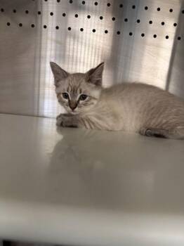 Ruffles -  Domestic Short Hair Cat for Adoption in Roseville, California - Ruffles | PetCurious