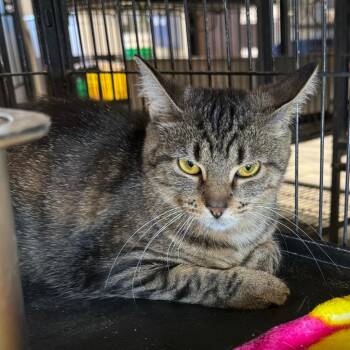 Cheeks -  Domestic Short Hair Cat for Adoption in Saginaw, Michigan - Cheeks | PetCurious