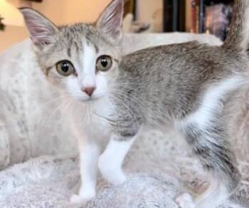 Lichen -  Domestic Short Hair Cat for Adoption in Chamblee, Georgia - Lichen | PetCurious